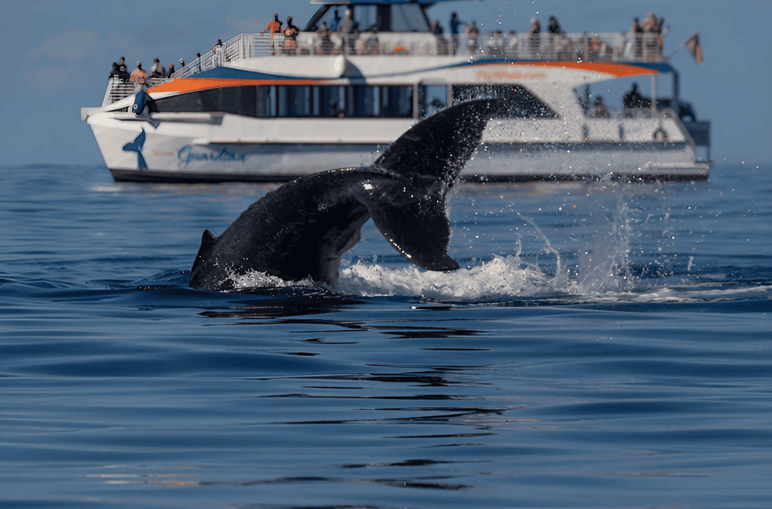 Pacific Whale Foundation - Classic Whale Watch Cruise